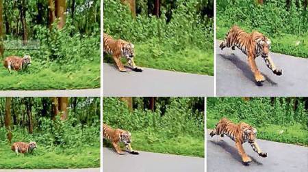 Tiger chases biker in India